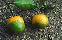 カリフォルニアで柑橘類に病気_e0242084_151094.jpg