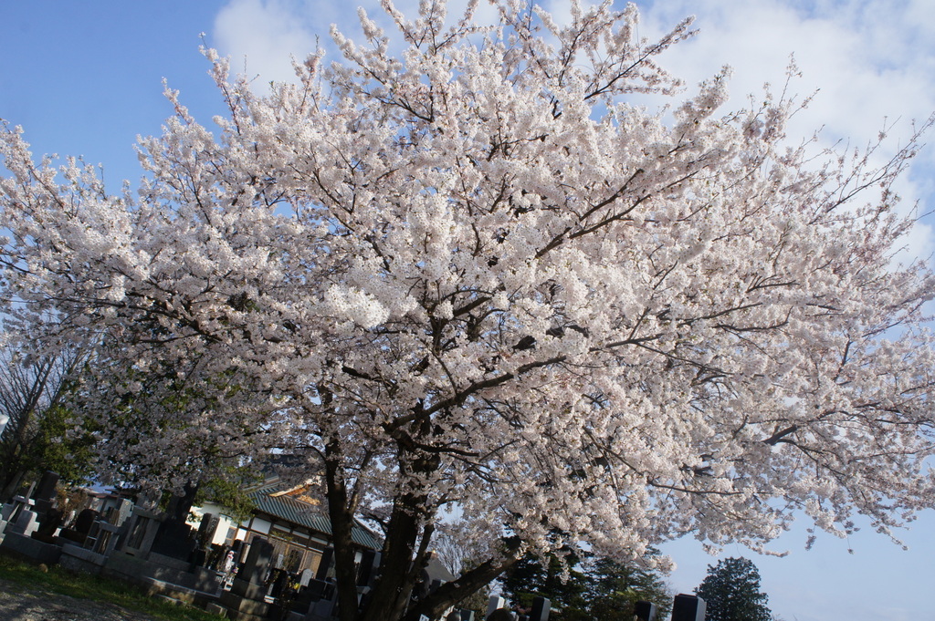 福島伊達市、保原に居ます。_c0180686_1413543.jpg