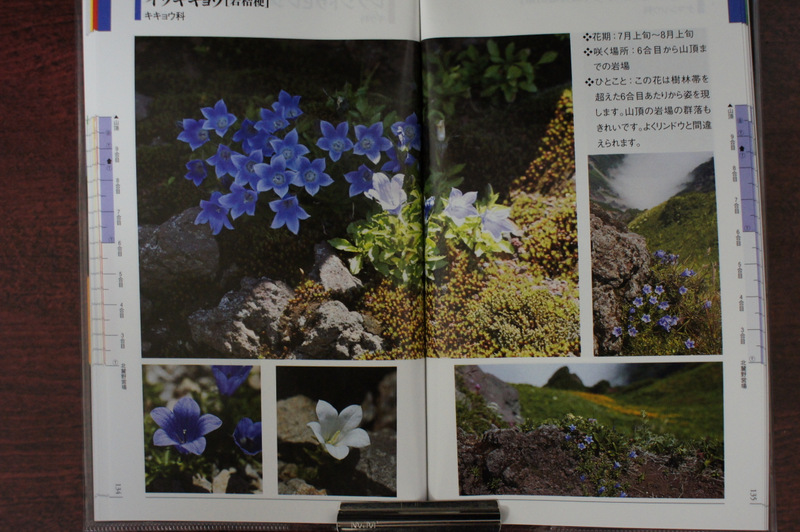 利尻 花 登山_e0152186_11593463.jpg