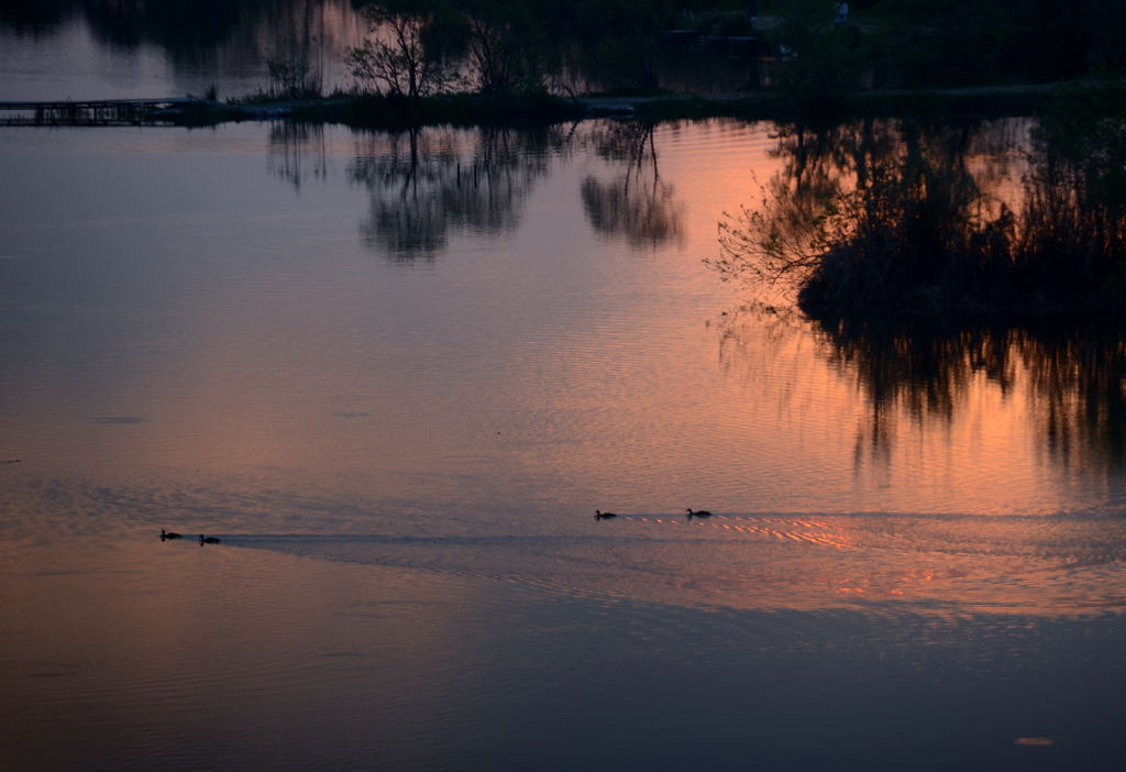 水鳥遊ぶ夕暮れ_e0169286_20501140.jpg