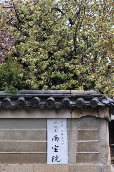 雨宝院_e0051888_2344781.jpg