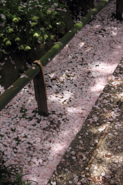 雨宝院_e0051888_235362.jpg