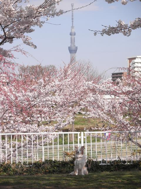 地元の桜とスカイツリー　①_e0060288_931314.jpg