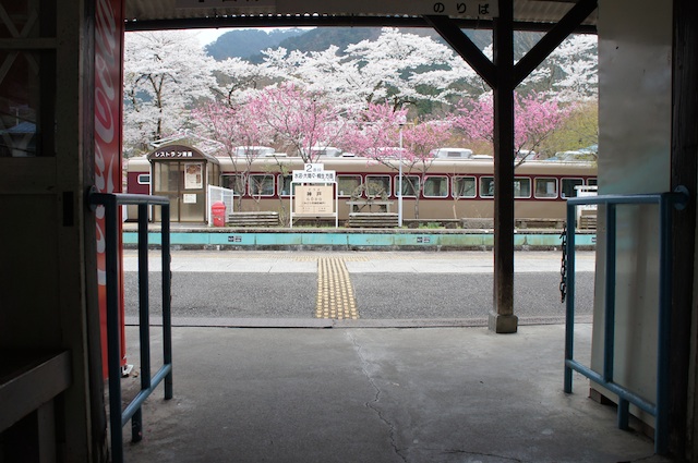 ４月20日朝のわたらせ渓谷鐵道『神戸駅』〜桜、花桃競演中です！_d0038190_853613.jpg