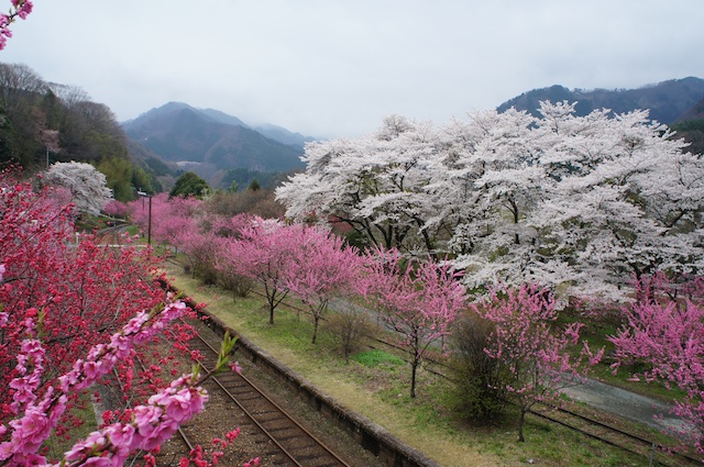 ４月20日朝のわたらせ渓谷鐵道『神戸駅』〜桜、花桃競演中です！_d0038190_865938.jpg