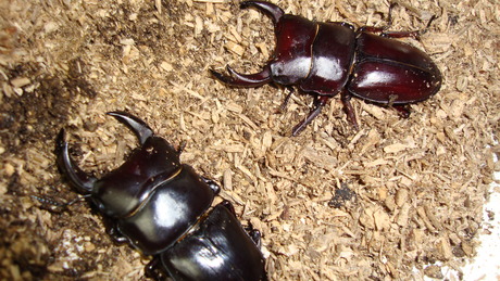 対馬産オオクワガタ : ドルクスハンターブログ