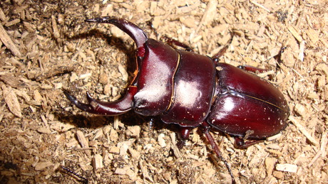 対馬産オオクワガタ : ドルクスハンターブログ