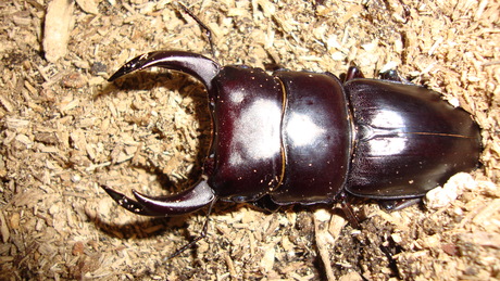 対馬産オオクワガタ : ドルクスハンターブログ