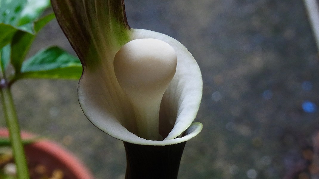 a0152692_1654273.jpg