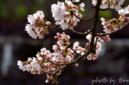 富山散歩～県東部215～桜に集う人々を「桜人」(さくらびと)と称す_b0155692_10264748.jpg