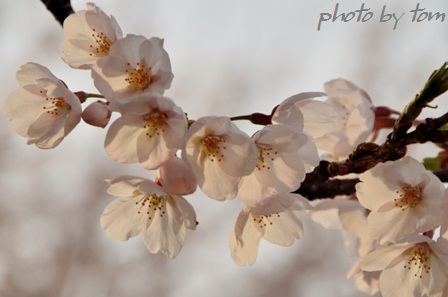 富山散歩～県東部215～桜に集う人々を「桜人」(さくらびと)と称す_b0155692_10411970.jpg