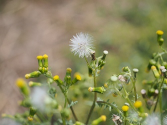 c0173697_315734.jpg