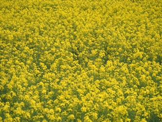 c0173697_324181.jpg