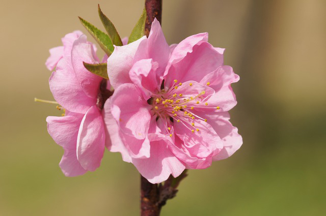桃の花 3 桃の花にズームイン 野草デジカメ日記 桃の花 3 桃の花にズームイン 野草デジカメ日記
