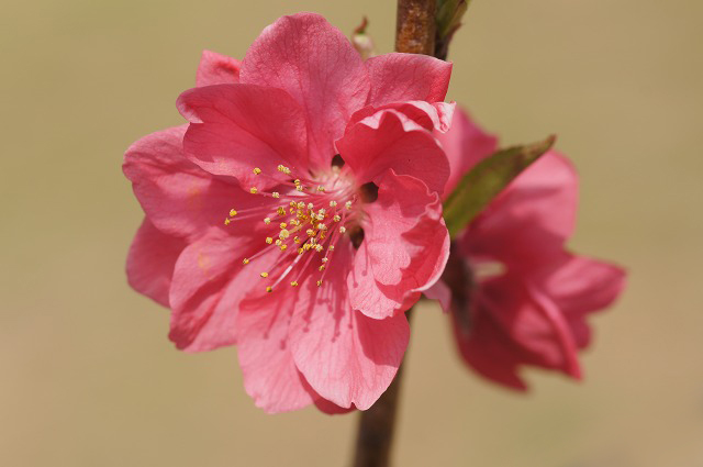 花桃ページ 花桃開花後～5/6(火・休)『花桃まつり』約5,000本の花桃が咲き誇る日本