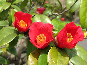 a0177205_15402971.jpg