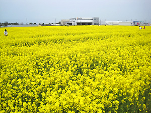 a0177205_1645926.jpg