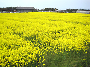a0177205_165794.jpg