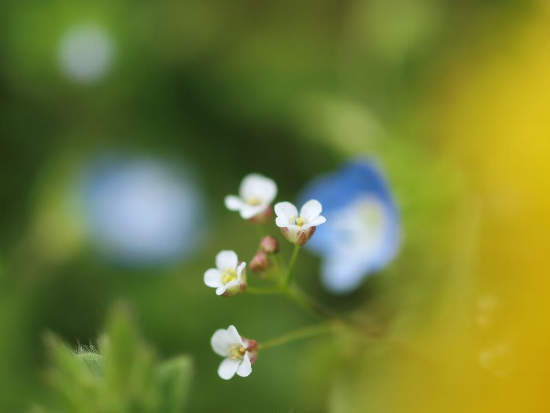 小さな花たちも_b0231705_75255.jpg