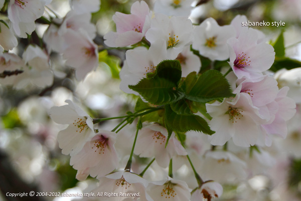 Spring has come._b0029706_0291277.jpg