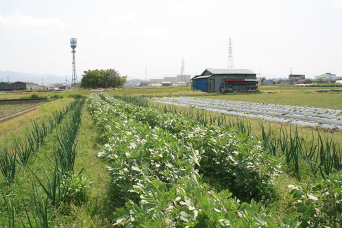 a0206808_1703223.jpg