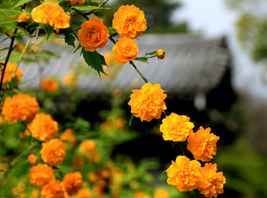 京都御苑でもヤマブキが_e0048413_19465766.jpg