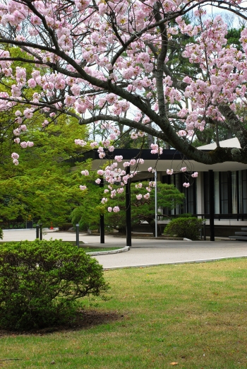 桜　－　京都御苑_a0114714_21485357.jpg