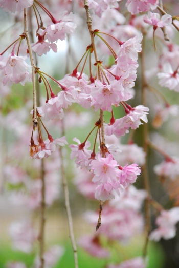 桜　－　京都御苑_a0114714_2149168.jpg