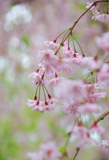 桜　－　京都御苑_a0114714_21491769.jpg