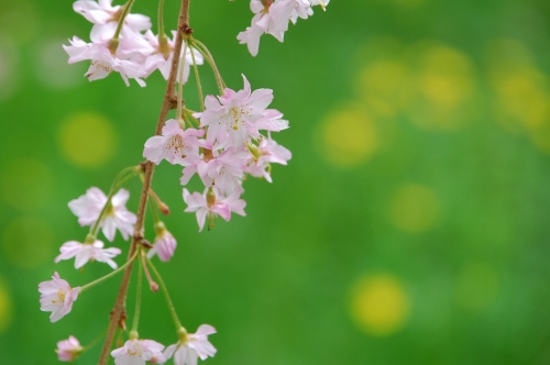 桜　－　京都御苑_a0114714_21492448.jpg