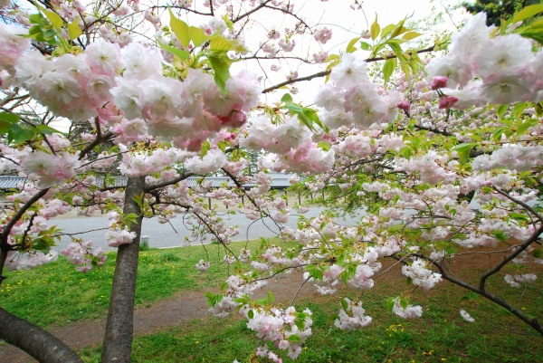 桜　－　京都御苑_a0114714_21493047.jpg