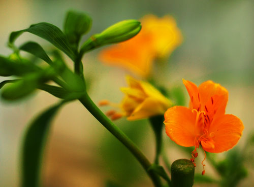 チリの花　（４月２１日　神代植物公園にて）_a0023315_20262033.jpg