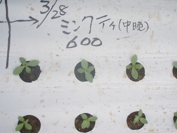 生育がなかなか見えない。_a0256619_22191146.jpg