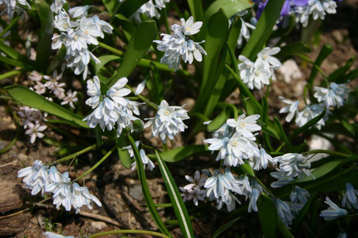 美しい花の画像 元の春の 花 球根