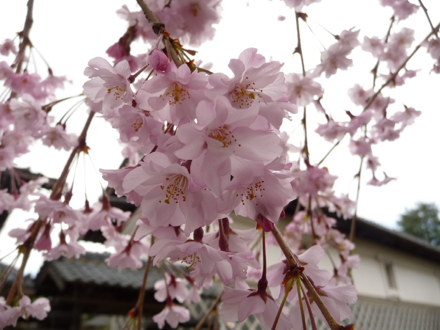 ~ 桜めぐり ~_e0135219_131630100.jpg