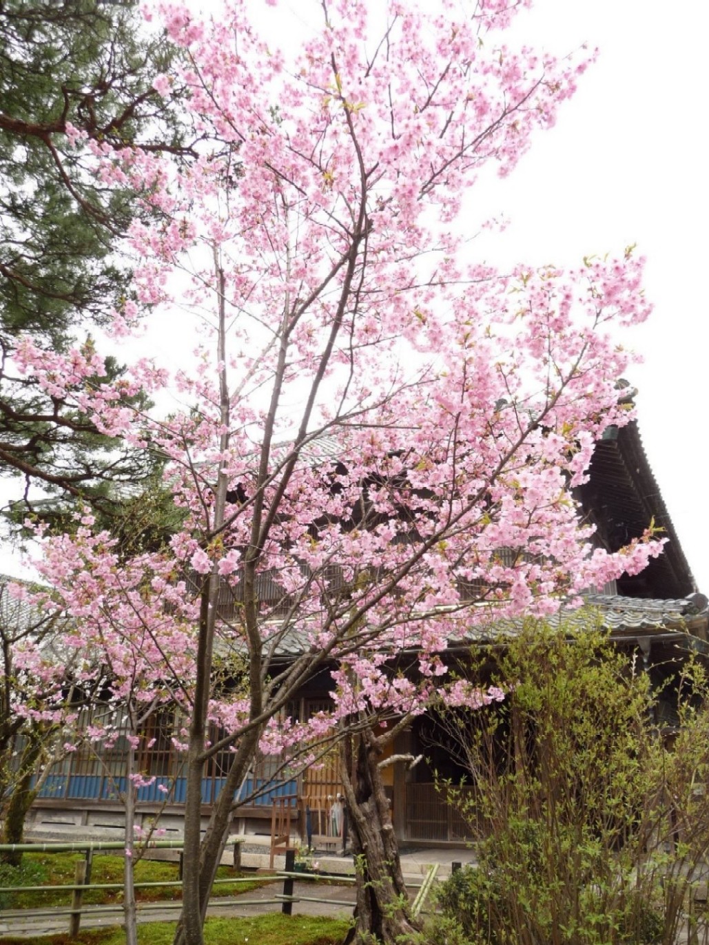 ~ 桜めぐり ~_e0135219_1316932.jpg