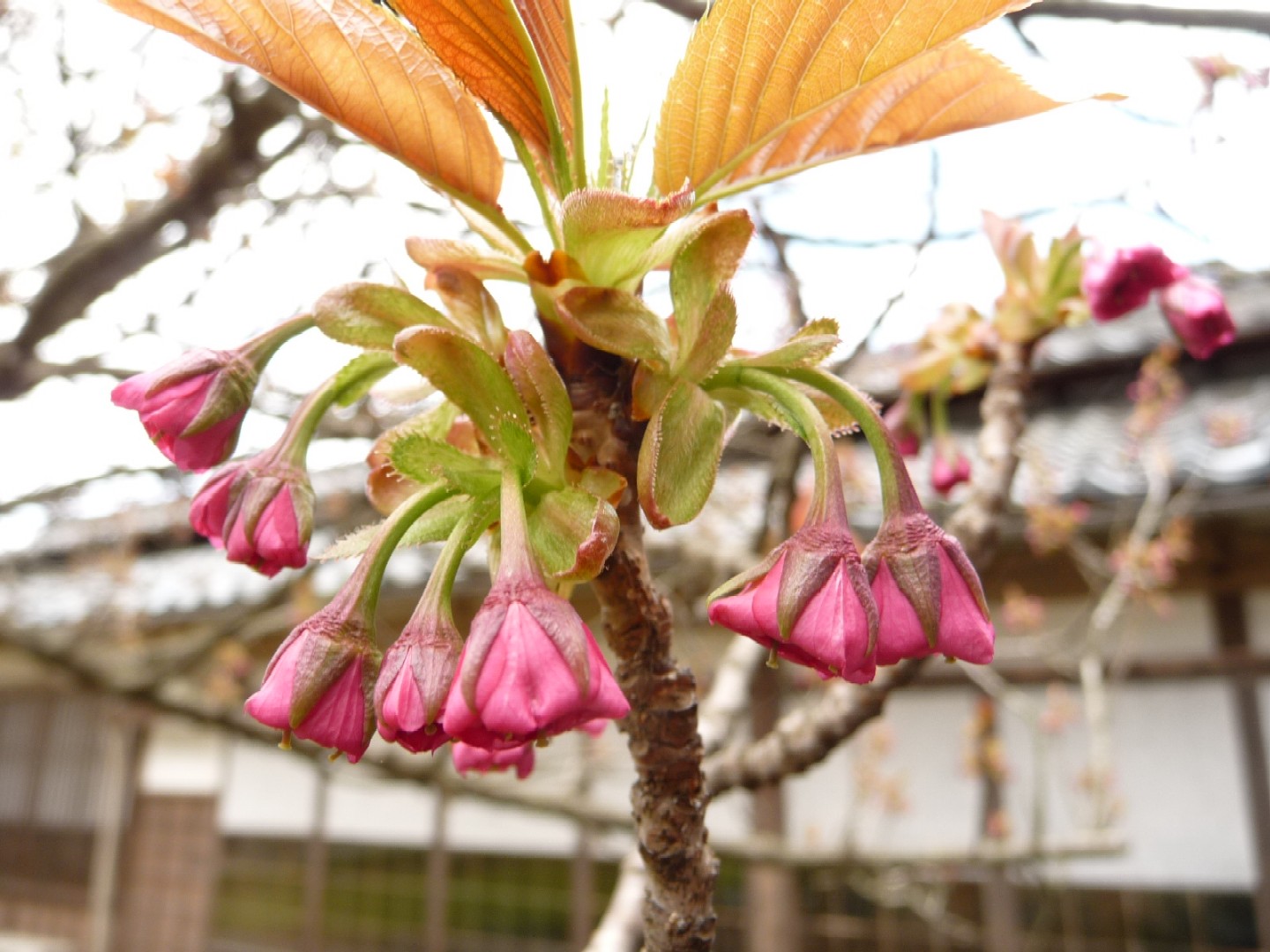 ～　桜めぐり　～_e0135219_13343282.jpg