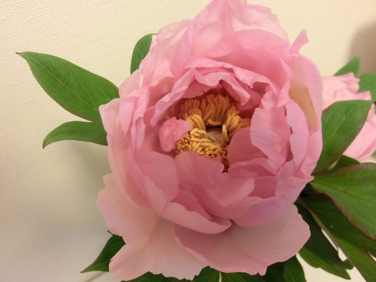カンパーニュと牡丹・・・♪_b0247223_15434371.jpg