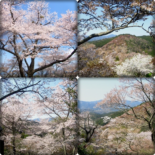 吉野山の千本桜_f0054429_004941.jpg