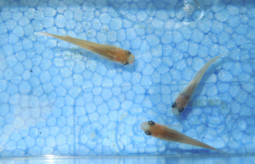 狙ったメダカを目指して異種交配 だって おばちゃんだもん