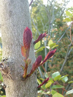 木々の芽吹きとクラブアップル_a0076237_15484363.jpg