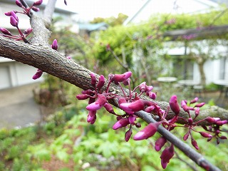 木々の芽吹きとクラブアップル_a0076237_15491087.jpg