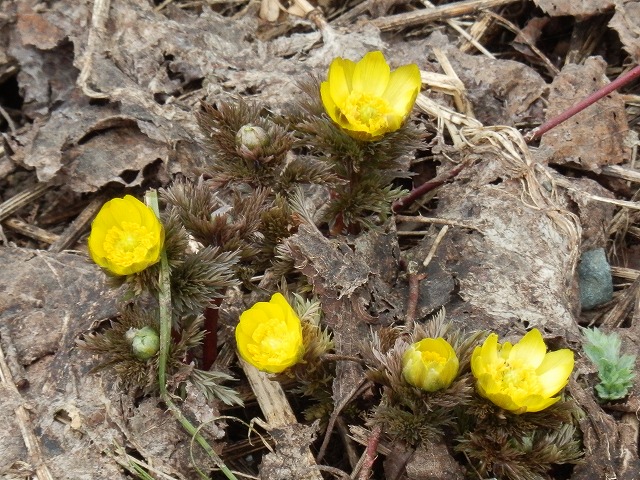 f0003138_1822863.jpg