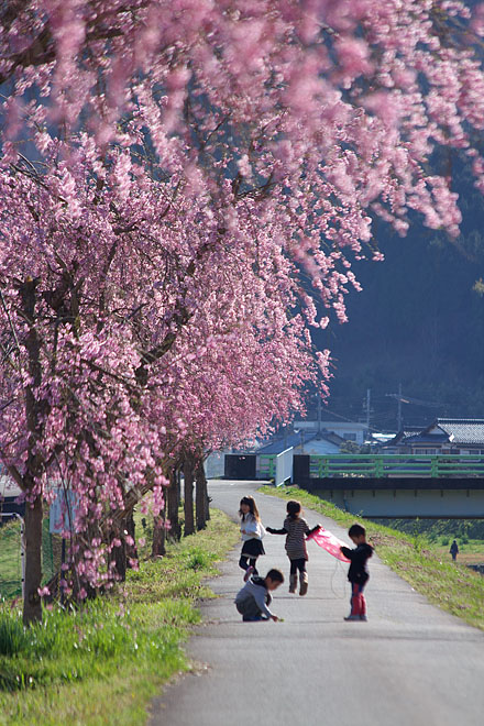 但馬桜行脚’１２　＃１０_c0067040_2239147.jpg