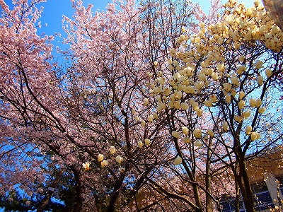 桜台の青い空。_a0027641_2316294.jpg