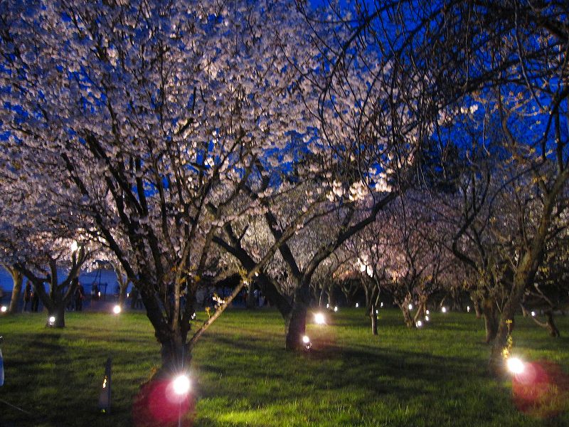 二条城の夜桜_e0237645_14575172.jpg