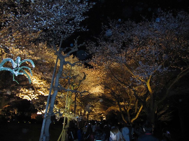 二条城の夜桜_e0237645_14581694.jpg