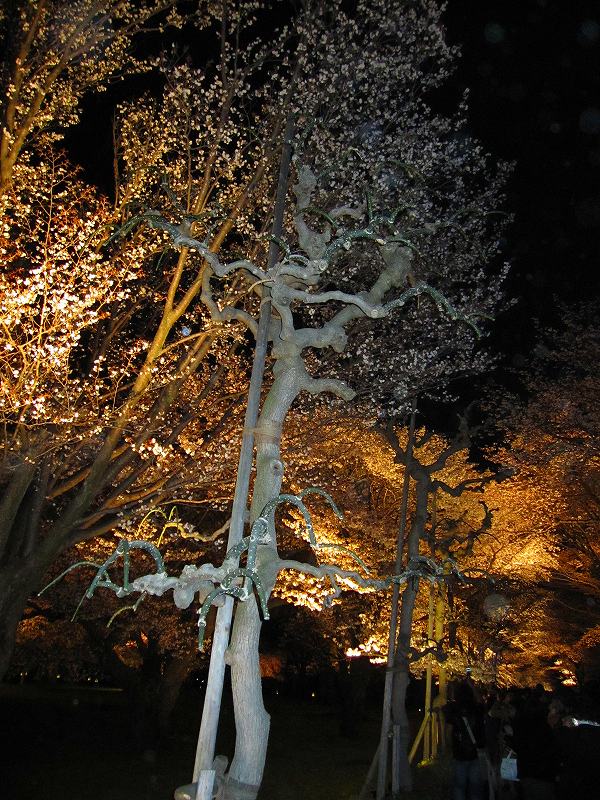 二条城の夜桜_e0237645_1458349.jpg