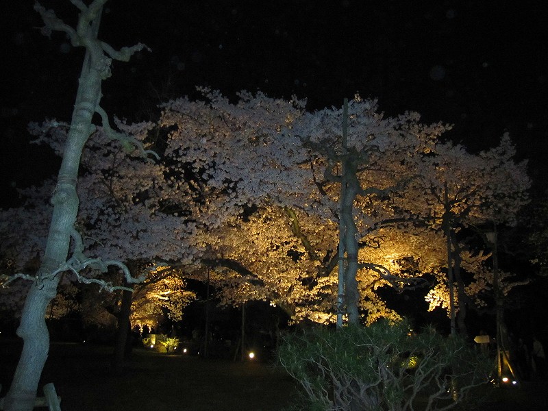 二条城の夜桜_e0237645_14584345.jpg