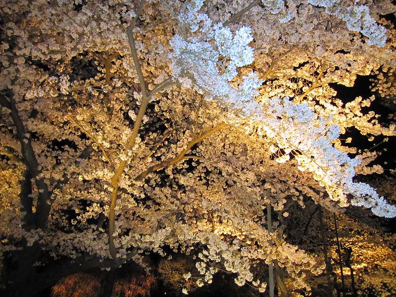 二条城の夜桜_e0237645_14585894.jpg